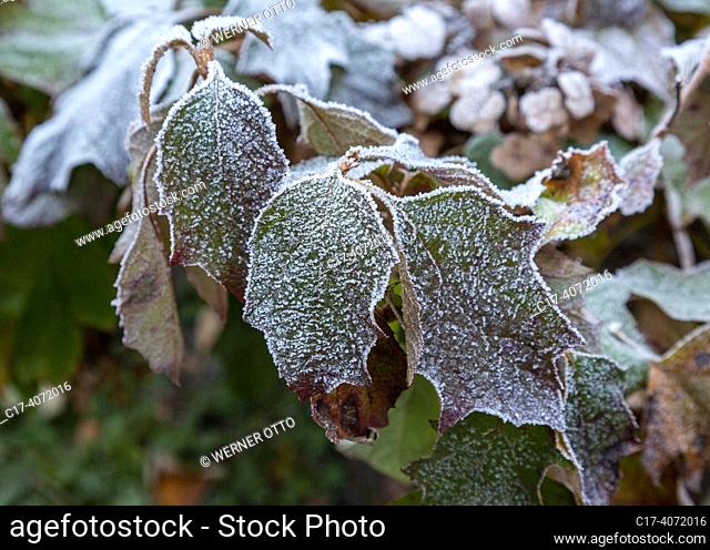 Oberhausen, Sterkrade, nature, seasons, autumn, autumn colouring, winter, coldness, plant life, flora, leafs covered with hoarfrost, oakleaf hydrangea