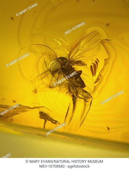 Black fly preserved in Baltic amber. This fly belongs to subgenus Morops and dates from the Upper Eocene about 35 million years old