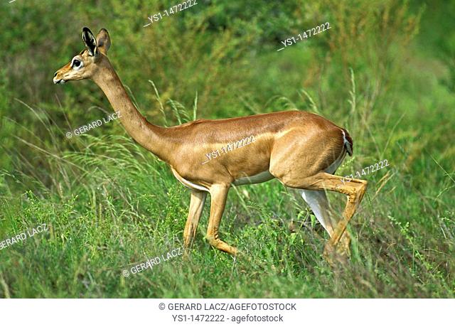 Gerenuk or Waller's Gazelle, litocranius walleri, Female, Samburu Park in Kenya