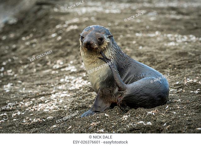 Antarctic fur seal scratching itself on beach