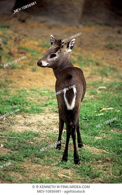 Tufted Deer - stands on grassed area (Elaphodus cephalophus). Range: S. China, N. Burma