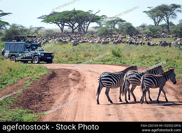 23 September 2022, Tanzania, Nyabogati: A herd of wildebeest (white-bearded wildebeest, Connochaetes) and zebras stand in the grass in Serengeti National Park...