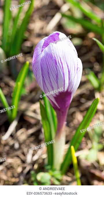 Beautiful white crocus flower with purple veins appeared in the garden in early spring