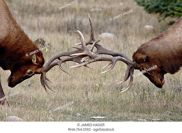 Two bull elk Cervus canadensis fighting, Jasper National Park, Alberta, Canada, North America