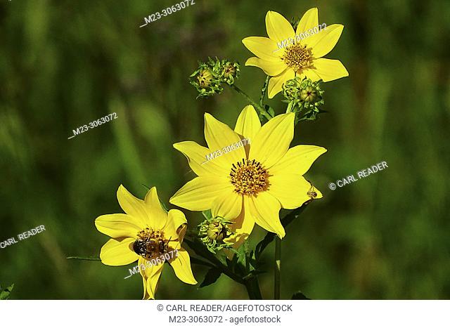 Tickseed Sunflower, Bidens aristosa, signals late summer has arrived, Pennsylvania, USA