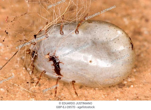 Squeezed tick, Parasite, Alegrete, Rio Grande do Sul, Brazil