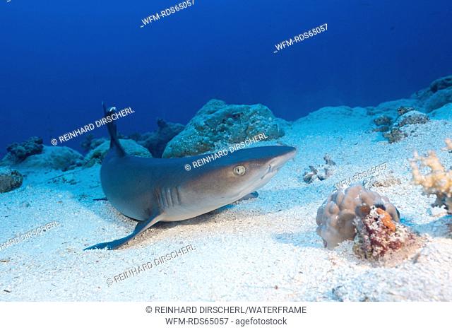 Whitetip Reef Shark, Triaenodon obesus, Osprey Reef, Coral Sea, Australia