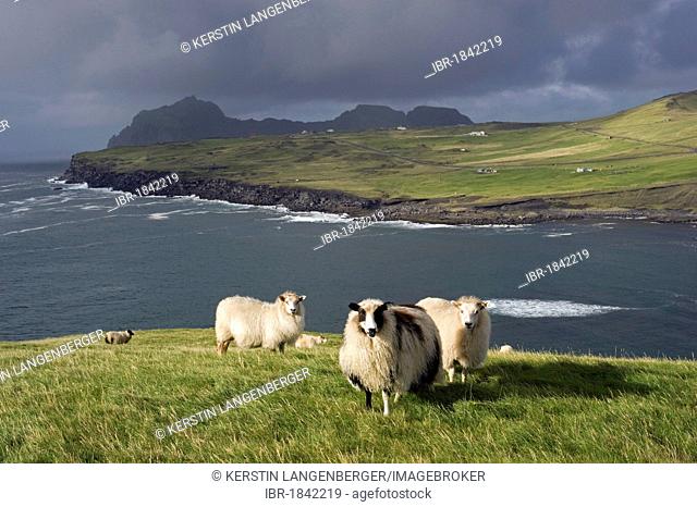 Sheep on Heimaey, Vestmannaeyjar or Westman Islands, South Iceland, Europe