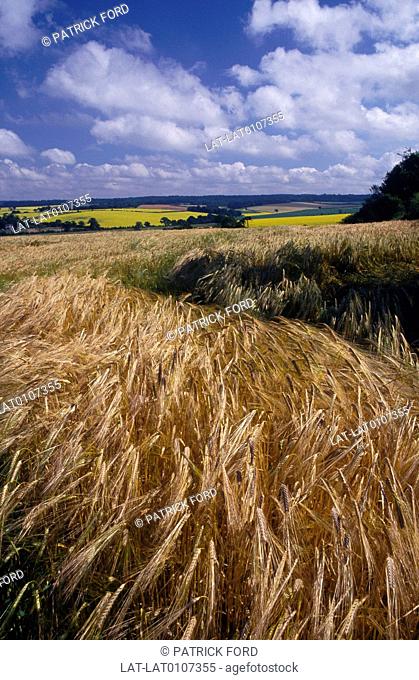 Crop growing in field. Summer, autumn. Ripening for harvest. Golden ears. Near Basingstoke