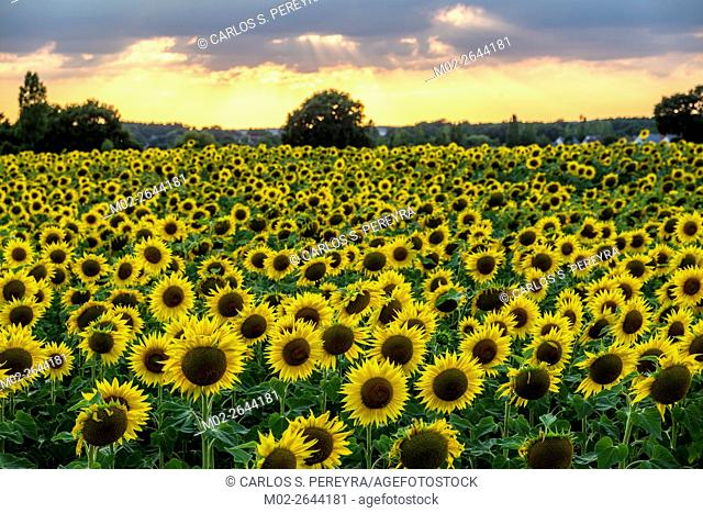 Sunflowers field at Loire Valley, France, Europe
