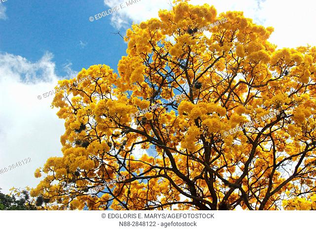 Tabebuia chrysantha National Tree of Venezuela since being an emblematic native species of extraordinary beauty