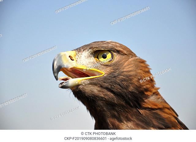 Rock eagle (Aquila chrysaetos) as biological protection of airports, Czech Republic, 2019. (CTK Photo/Rostislav Kalousek)