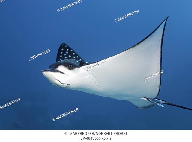 Spotted eagle ray (Aetobatus narinari), swimming in the open sea, Red Sea, Egypt, Africa