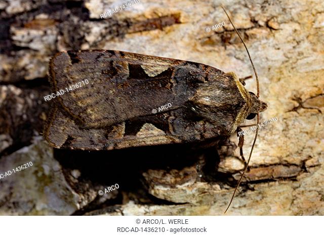 setaceous hebrew character moth, Xestia c-nigrum