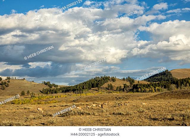 Wyoming, Yellowstone, National Park, UNESCO, World Heritage, Pronghorn herd in Lamar valley, Antilocapra Americana