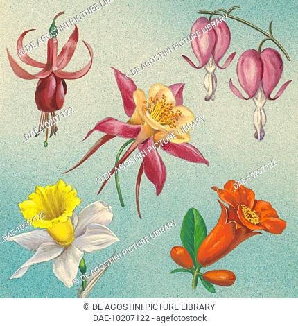 Flowers with petaloid sepals: Fuchsia (Fuchsia), Bleeding heart (Dicentra spectabilis), Columbine (Aquilegia), Daffodil (Narcissus), Campsis radicans, drawing