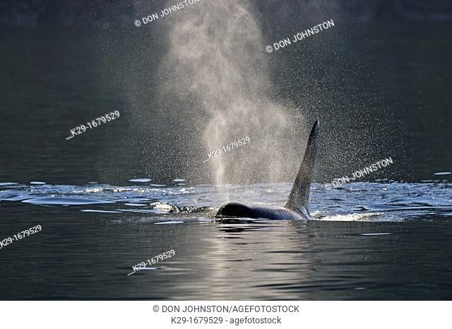Killer whale Orcinus orca Bull member of the Resident pod in its summer salmon feeding territory, Johnstone Strait, Vancouver Is , British Columbia, Canada