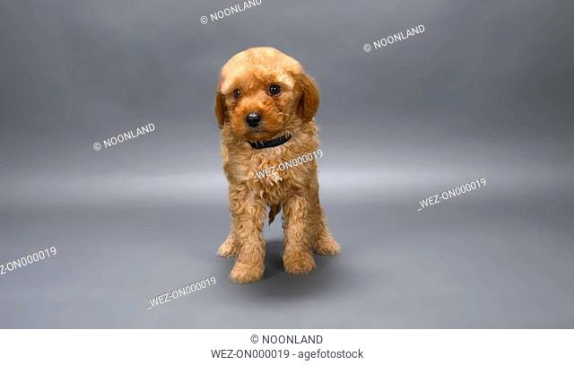 Brown miniature poodle on grey background, close up