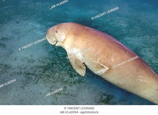 Dugong (Dugong dugon) swimming under water above the sea floor near Marsa Alam, Red Sea in Egypt. Seen from above