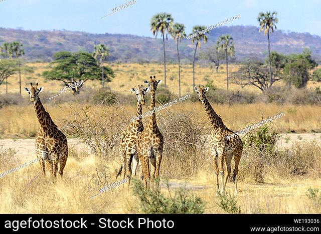 Maasai giraffe, or the Kilimanjaro giraffe (Giraffa camelopardalis tippelskirchi). Ruaha National Park. Tanzania