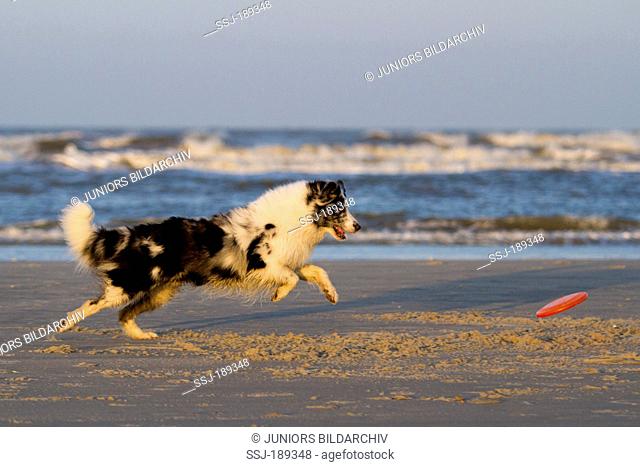 Australian Shepherd. Adult dog playing with a flying disc on a beach. Germany