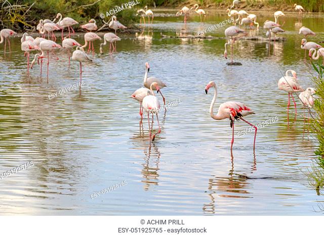 riparian scenery including lots of flamingos around the Regional Nature Park of the Camargue in Southern France