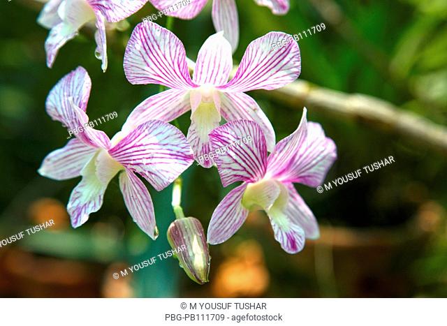 Orchid Himantoglossum adriaticum flower, Bangladesh