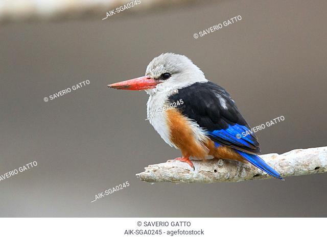 Grey-headed kingfisher, Santiago, Cape Verde (Halcyon leucocephala)