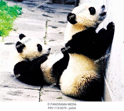 Two giant pandas playing with wall