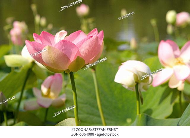 Sacred lotus / Nelumbo nucifera