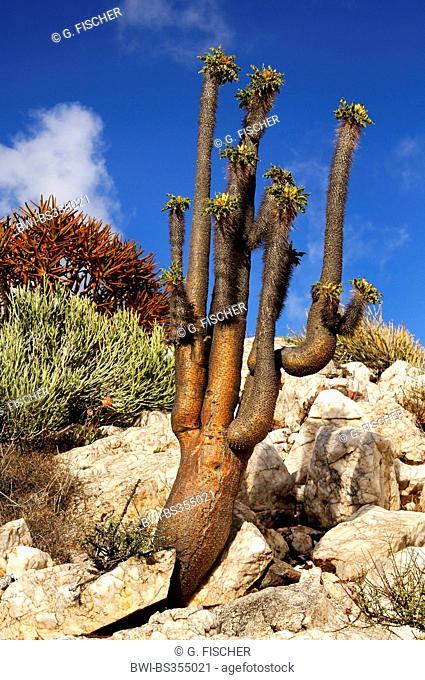 Halfmens, Elephant's trunk (Pachypodium namaquanum), with inflorescence, South Africa, Northern Cape, Richtersveld National Park