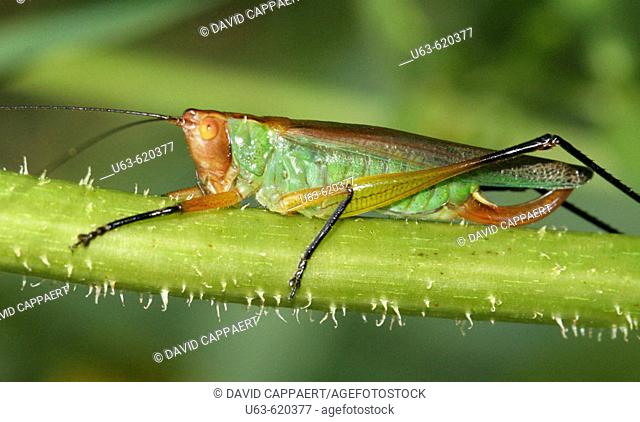 Katydid. Conocephalus nigropleurum. Insecta. Orthoptera. Tettigoniidae. Michigan, USA
