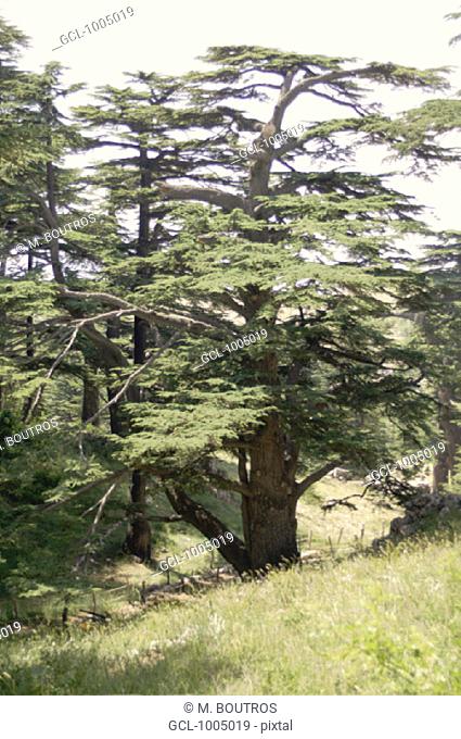 Cedar tree near the town of Ehden, Lebanon
