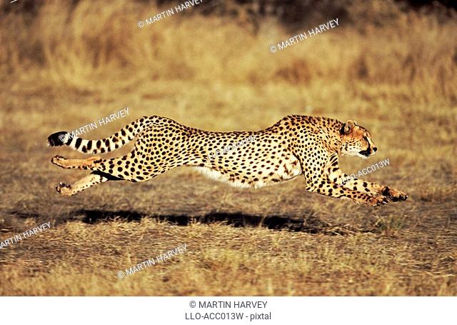 Front View of a Female Cheetah Acinonyx jubatus Running  Harnas Wildlife Sanctuary, Namibia