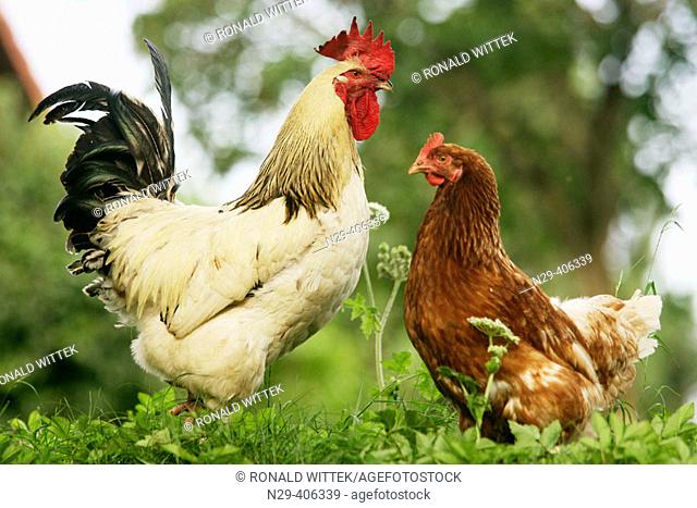Domestic fowl, rooster and hen