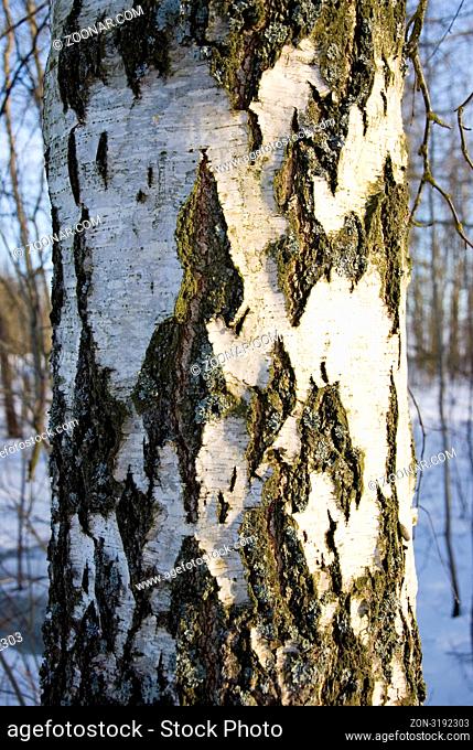 Black-white texture of the birch trunk bark