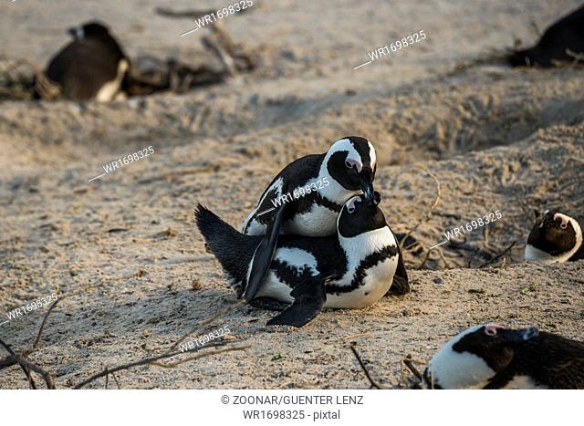 Jackass Penguin, (Spheniscus demersus, )