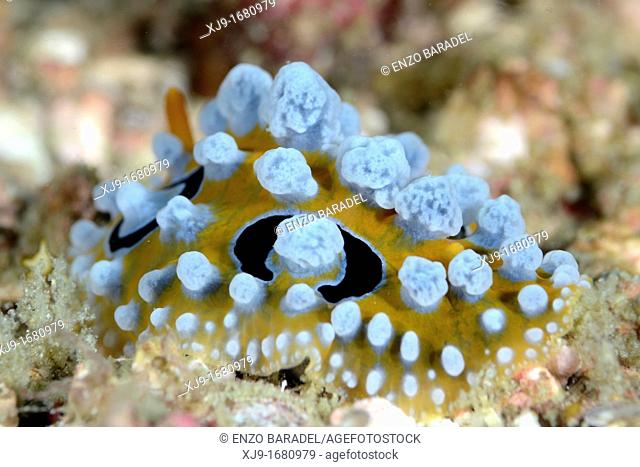 Nudibranch, Philippines