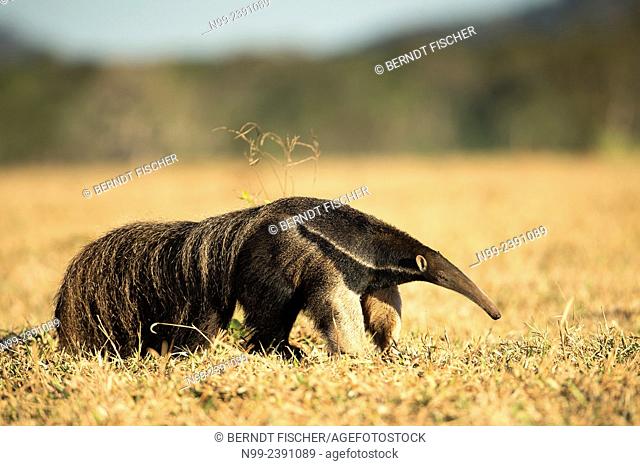 Giant anteater (Myrmecophaga tridactyla), walking in dry farmland, Mato Grosso do Sul, Brazil