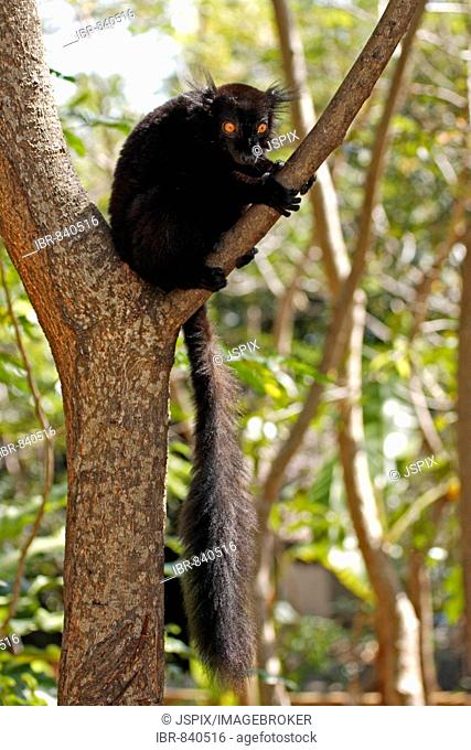 Black Lemur (Eulemur macaco), adult male in a tree, Nosy Komba, Madagascar, Africa