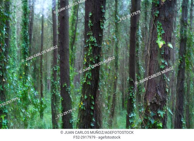 Pine forest, Maritime Pine (Pinus pinaster), Dunas de Liencres Natural Park, Cantabrian Sea, Pielagos Municipality, Cantabria, Spain, Europe