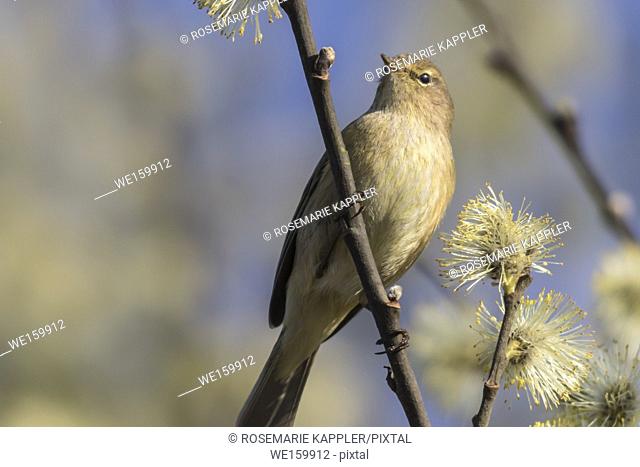 A common chiffchaff is sitting on a branch