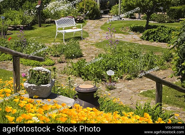 Orange Eschscholzia californica - California poppies with old wooden staircase and white bench in backyard rustic garden in late spring