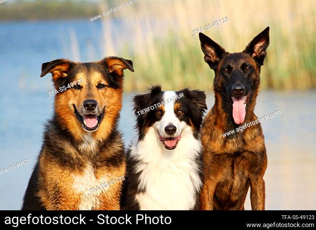 3 dogs