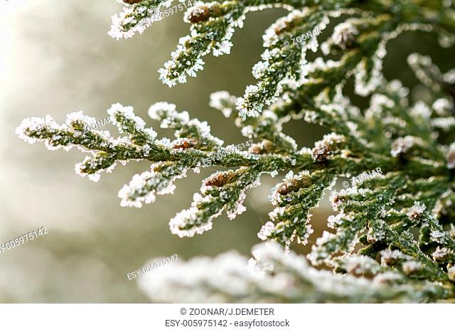 white hoarfrost crystal on green thuja twig