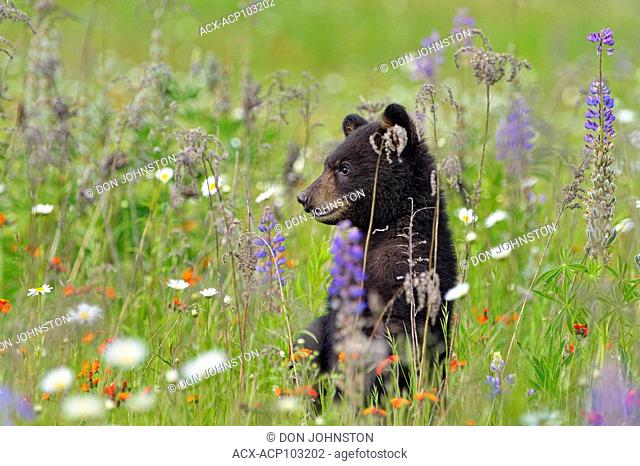 Black bear (Ursus americanus) Cubs, captive raised, Minnesota wildlife Connection, Sandstone, Minnesota, USA