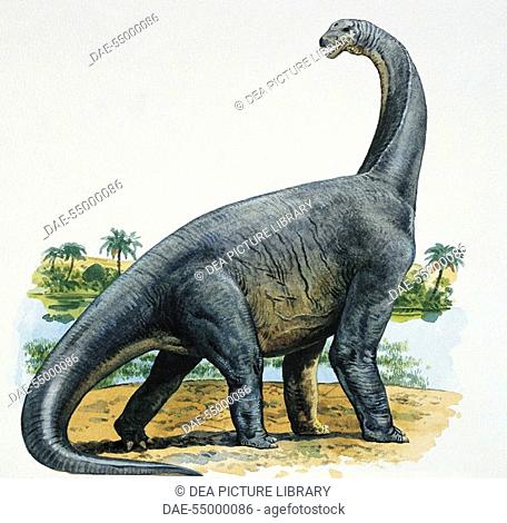 Palaeozoology - Jurassic Period - Dinosaur - Cetiosaurus (illustration by Robert Morton)