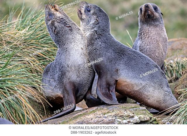 Antarctic, South Georgia, South American Fur Seal Arctocephalus australis