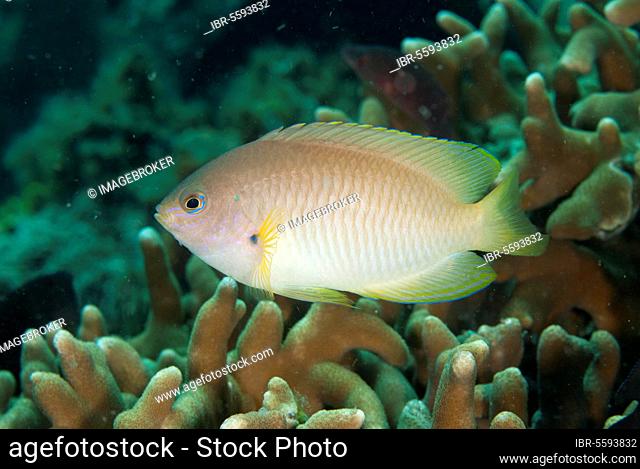 Reid's Damsel (Pomacentrus reidi) adult, swimming, Lembeh Straits, Sulawesi, Sunda Islands, Indonesia, Asia