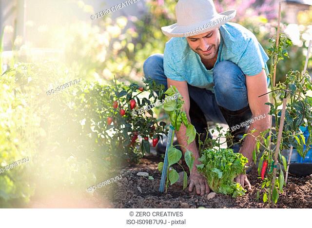 Young man in garden, tending to plants
